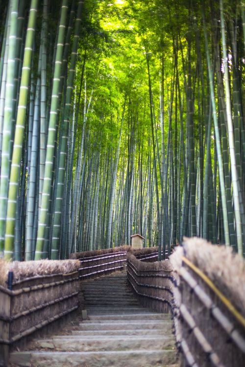 Arashiyama Bamboo Grove