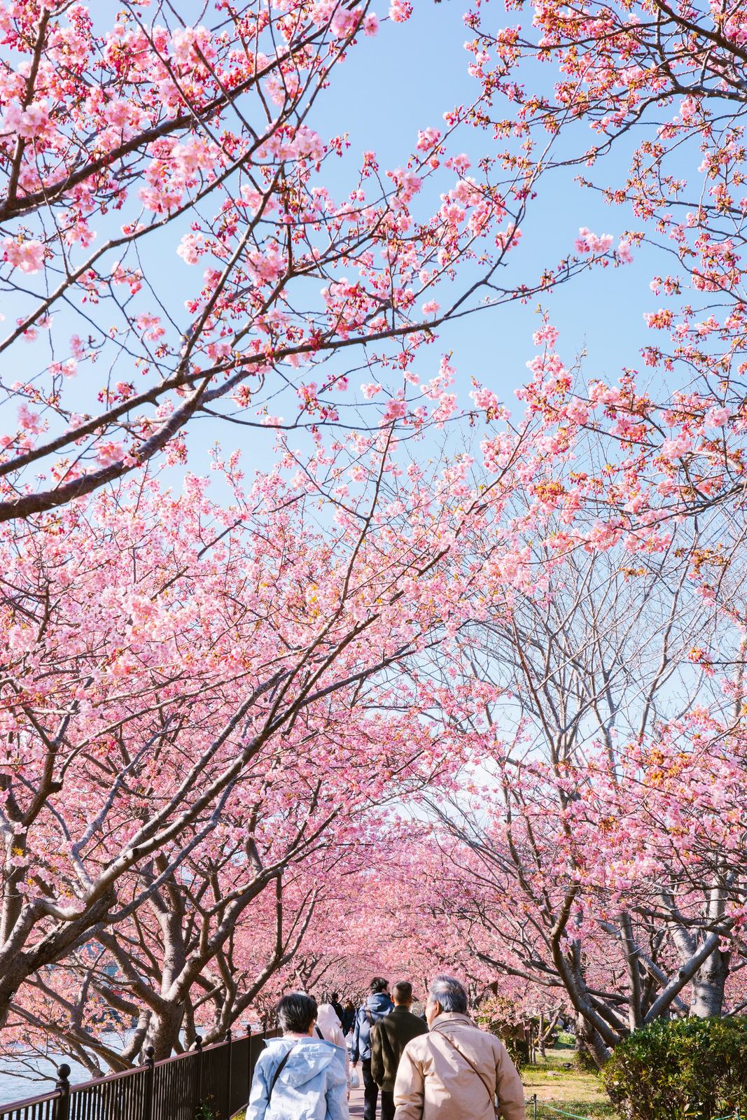 Cherry Blossoms